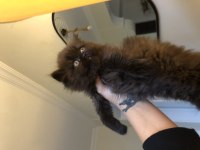 Chocolatte british longhair (Nadir)