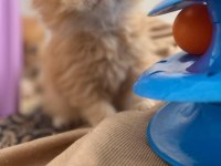 Güzeller güzeli gold british longhair yavru