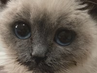 Blue Point Erkek Yavru Kedimiz