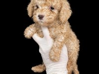 Uygun Krem Toy Poodle Yavrumuz