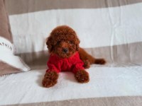 Toy Poodle Yavru Önce Canlı Görün