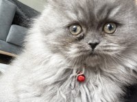 British longhair dişi kedimiz