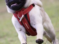 Safkan pug