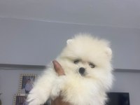Pomeranian Boo Erkek