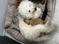 20 günlük toy poodle yavruları