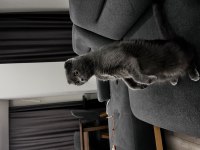 Scottish fold 3 yaşında dişi