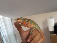 Panter bukalemun