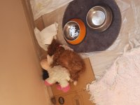 Maltipoo köpeğimi veriyorum daha yeni aldık
