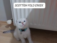 SCOTTİSH FOLD PAŞAM HAZIR