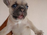 Blue french bulldog yavrular