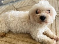 Maltese Terier