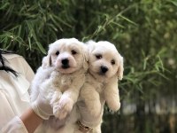 Büyümeyen Maltese Terrier Yavrularım 
