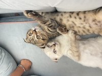 Scottish fold kedisi