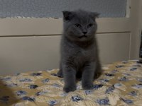 Gri Erkek Yavru Scottish Fold