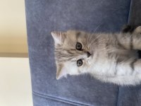 2 Aylık Dişi British Shorthair