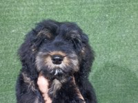 Maltipoo safkan