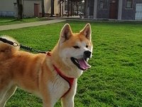 Safkan Şecereli Akita İnu