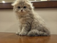 Scottish Fold Longhair Safkan Yavru