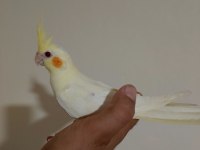 3 aylık sultan papağanı yavrular
