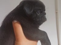ERKEK VE DİŞİ YAVRU PUG YAVRULARI