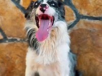 Evinizin neşesi Border Collie her yere kapıda ödeme
