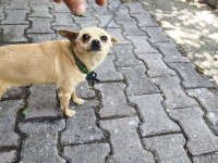 Minik dişi chihuahua