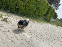 POMERANIAN spitz