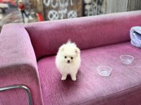 Pomeranian Boo 2 aylık dişi