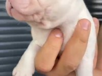 French Bulldog Yavrular