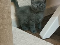 Scottish black dişi british shorthair erkek