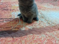 5 Adet Yavru British Shorthair