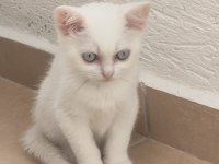 GÜZEL KIZIM BRİTİSH SHORTHAİR