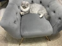 British longhair erkek