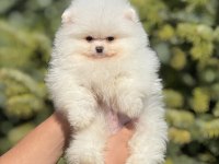Orjinal Pomeranian Boo Güzelliği