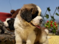 Harika Anatomi Üst Kalite St Bernard Yavrular