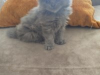 1 aylık kedimiz