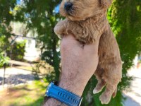 Sağlıklı ve dünyalar tatlısı Maltipoo köpekler