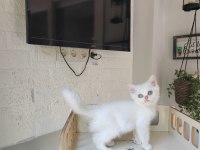 British Shorthair Ns11 Silver Point Yavru