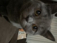 British Shorthair Kedisi