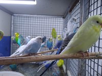 İsteyene hobi olarak yada üretim amaçlı muhabbet takımlar