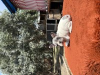 A Kalite French Bulldog Bebekler
