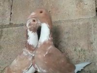 Sarı alaca beyaz kuyruk güvercin