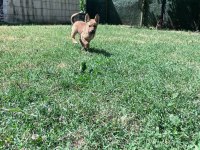 Akita inu yavrularımız 3 aylık