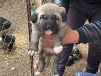 A kalite kangal yavrular detaylı bilgi için arayınız