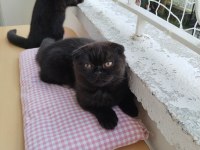 Ragdoll ve scottish fold kırması