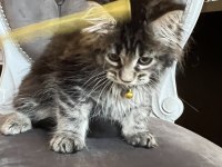 MCO safkan dişi orman rengi maine coon