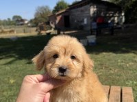 SÜTLÜ KAHVELİ KÜT BURUN MALTİPOO KIZIMIZ