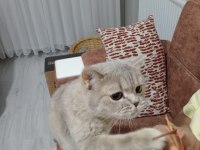 Kedimiz dalin geçici evinden ömürlük yuvasını arıyor