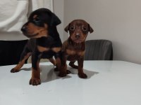 Doberman yavrusu
