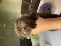 Scottish fold ve British Shorthair Yavrularımız